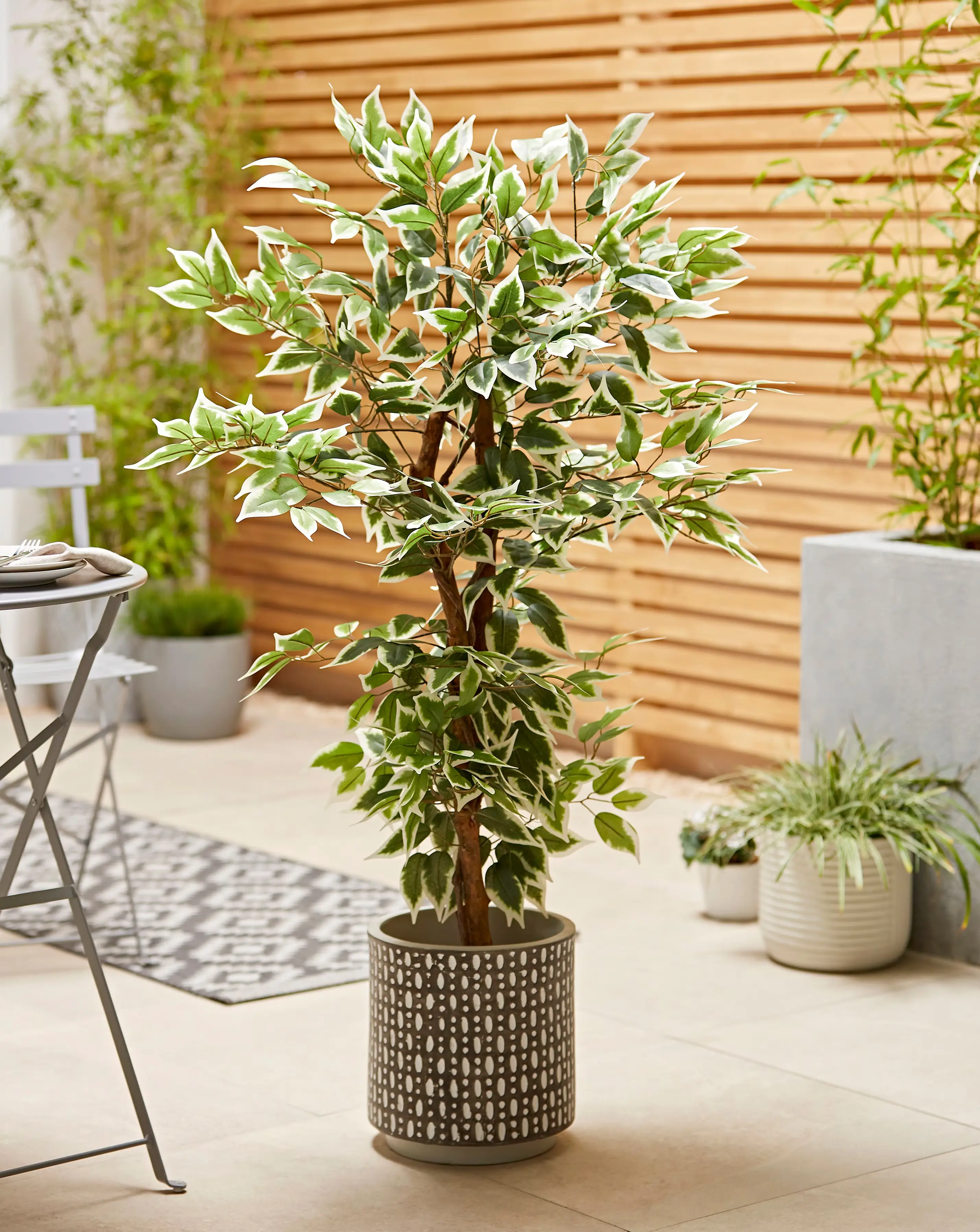 Indoor/Outdoor Fig Tree 1.3m 1 Indoor/Outdoor Fig Tree 1.3m