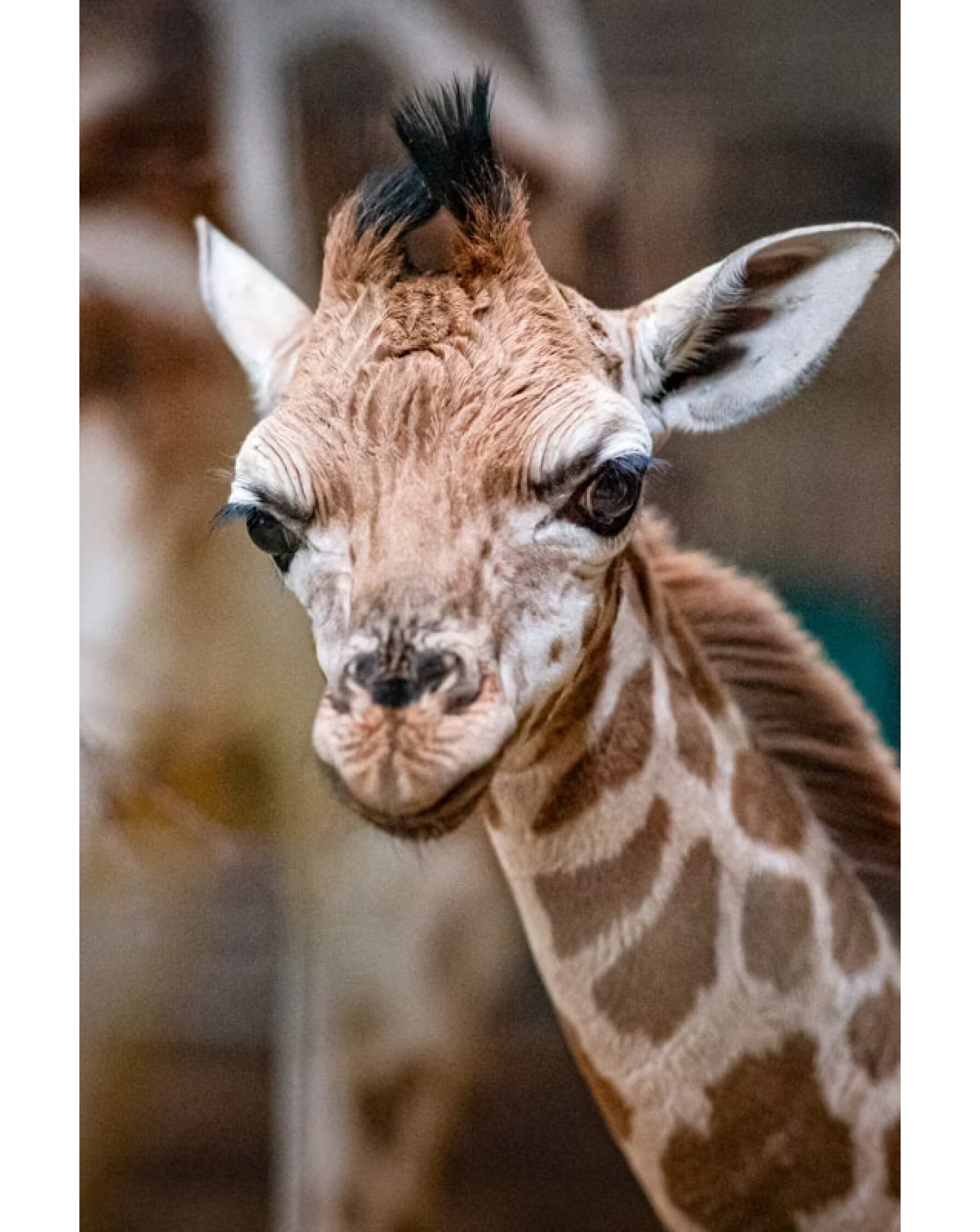 Visit to Chester Zoo for Two Adults E - Voucher 3 Visit to Chester Zoo for Two Adults E - Voucher